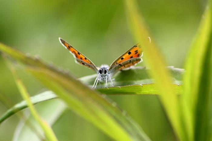 Lycaena dispar e altri licenidi.
